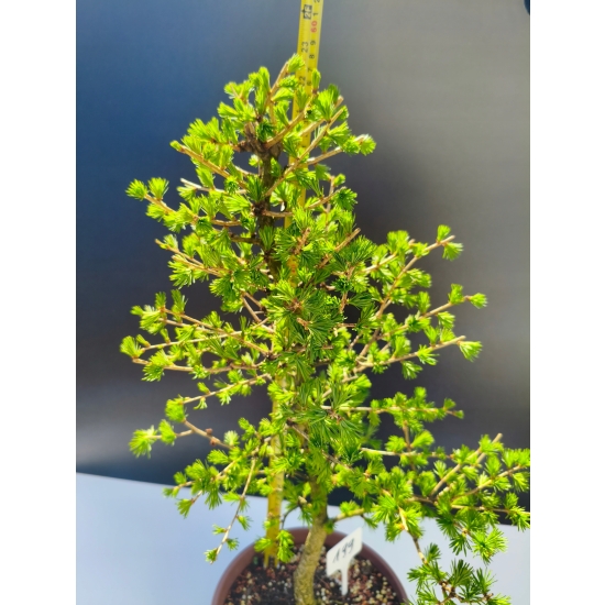 Żywe Drzewko Bonsai Modrzew Europejski Larix Decidua Prezent 11-letni 199