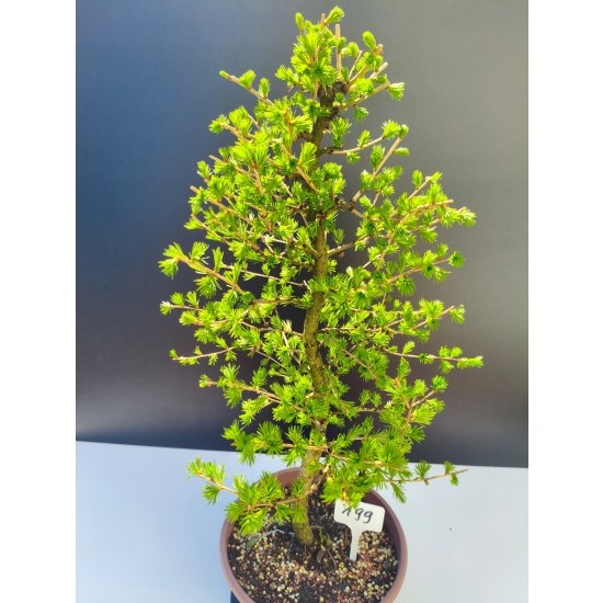 Żywe Drzewko Bonsai Modrzew Europejski Larix Decidua Prezent 11-letni 199