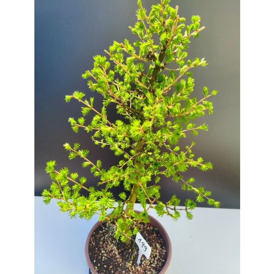 Żywe Drzewko Bonsai Modrzew Europejski Larix Decidua Prezent 11-letni 199