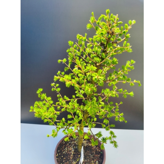 Żywe Drzewko Bonsai Modrzew Europejski Larix Decidua Prezent 11-letni 199