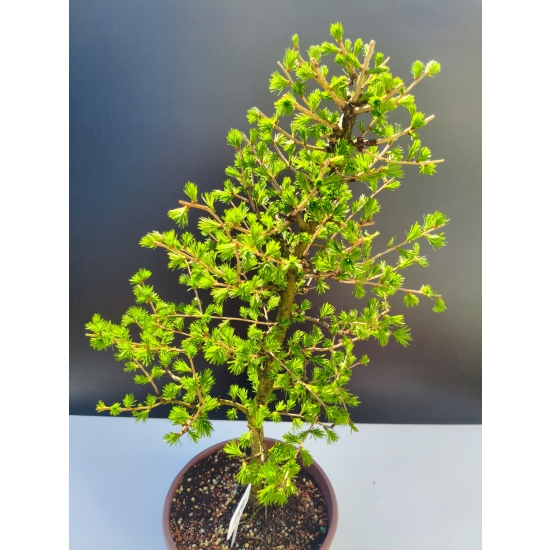 Żywe Drzewko Bonsai Modrzew Europejski Larix Decidua Prezent 11-letni 199