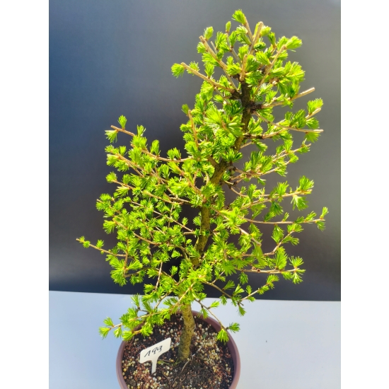 Żywe Drzewko Bonsai Modrzew Europejski Larix Decidua Prezent 11-letni 199