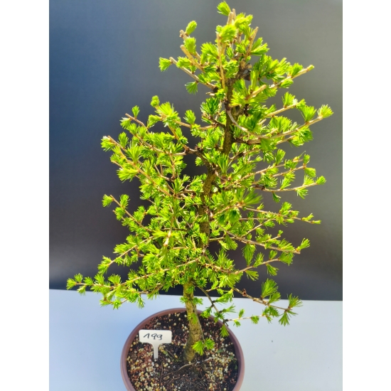 Żywe Drzewko Bonsai Modrzew Europejski Larix Decidua Prezent 11-letni 199