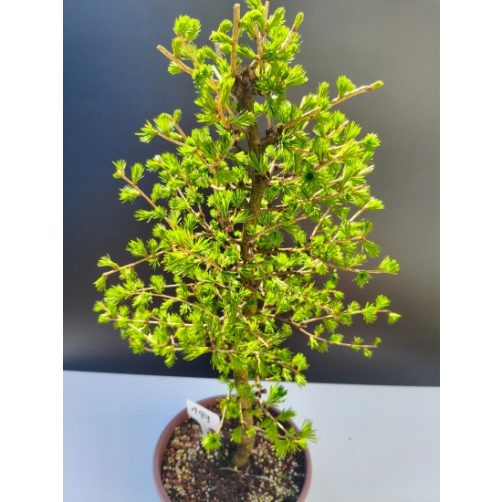 Żywe Drzewko Bonsai Modrzew Europejski Larix Decidua Prezent 11-letni 199