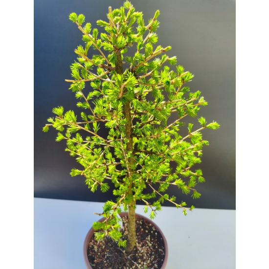 Żywe Drzewko Bonsai Modrzew Europejski Larix Decidua Prezent 11-letni 199