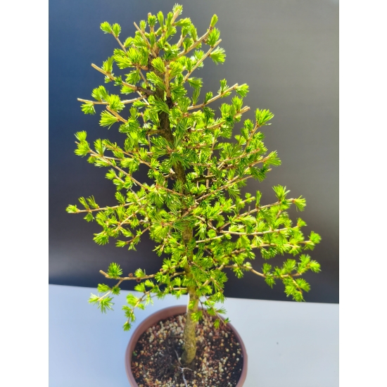 Żywe Drzewko Bonsai Modrzew Europejski Larix Decidua Prezent 11-letni 199