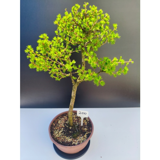 Żywe Drzewko Bonsai Modrzew Europejski Larix Decidua Prezent 11-letni 200