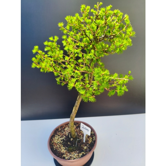 Żywe Drzewko Bonsai Modrzew Europejski Larix Decidua Prezent 11-letni 200