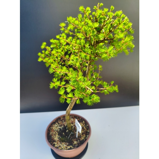Żywe Drzewko Bonsai Modrzew Europejski Larix Decidua Prezent 11-letni 200