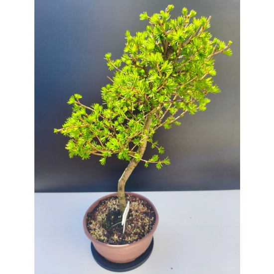Żywe Drzewko Bonsai Modrzew Europejski Larix Decidua Prezent 11-letni 200