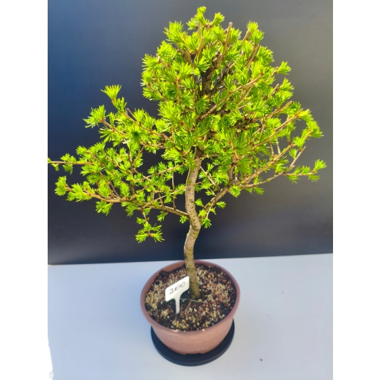 Żywe Drzewko Bonsai Modrzew Europejski Larix Decidua Prezent 11-letni 200