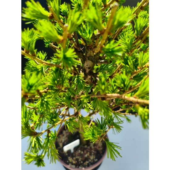 Żywe Drzewko Bonsai Modrzew Europejski Larix Decidua Prezent 11-letni 200