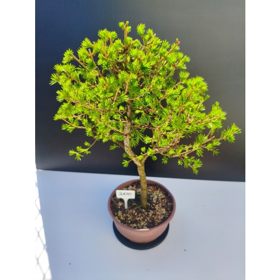 Żywe Drzewko Bonsai Modrzew Europejski Larix Decidua Prezent 11-letni 200