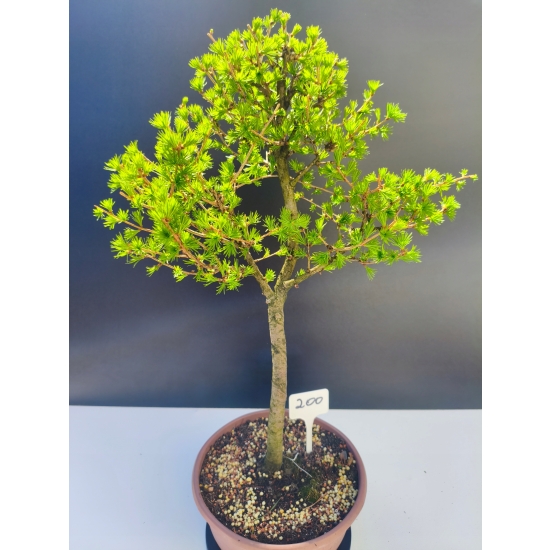 Żywe Drzewko Bonsai Modrzew Europejski Larix Decidua Prezent 11-letni 200