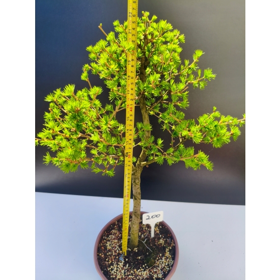 Żywe Drzewko Bonsai Modrzew Europejski Larix Decidua Prezent 11-letni 200