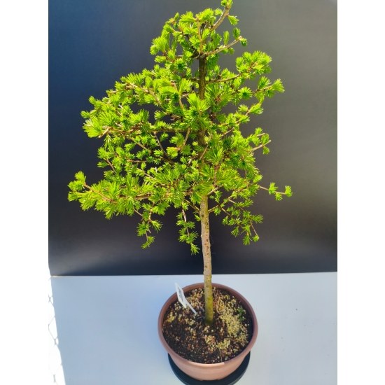 Żywe Drzewko Bonsai Modrzew Europejski Larix Decidua Prezent 11-letni 201