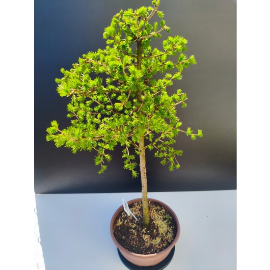 Żywe Drzewko Bonsai Modrzew Europejski Larix Decidua Prezent 11-letni 201