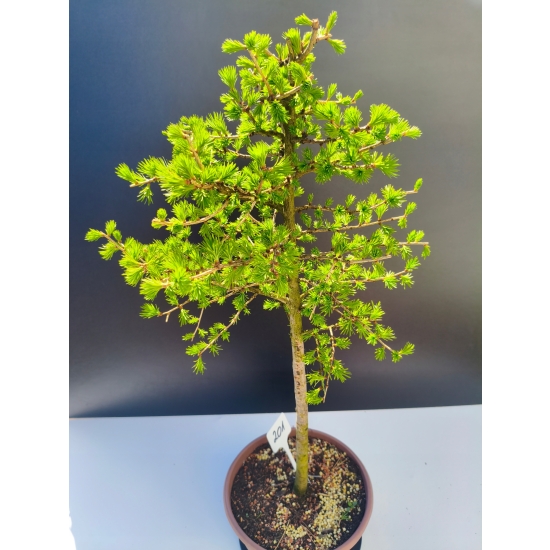 Żywe Drzewko Bonsai Modrzew Europejski Larix Decidua Prezent 11-letni 201