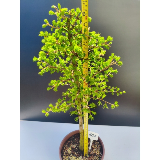 Żywe Drzewko Bonsai Modrzew Europejski Larix Decidua Prezent 11-letni 201