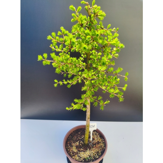 Żywe Drzewko Bonsai Modrzew Europejski Larix Decidua Prezent 11-letni 201