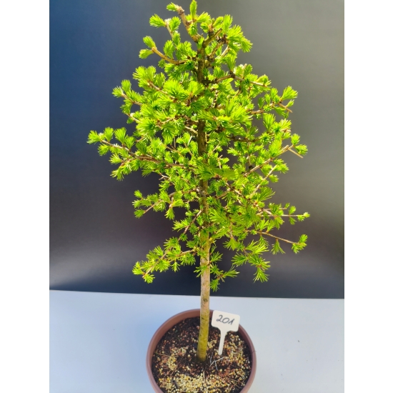 Żywe Drzewko Bonsai Modrzew Europejski Larix Decidua Prezent 11-letni 201