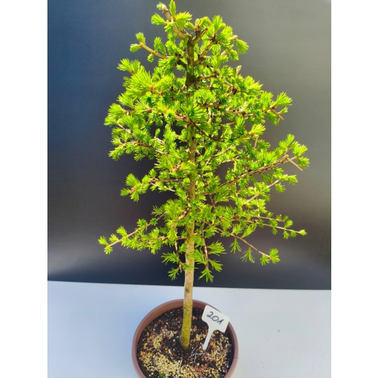 Żywe Drzewko Bonsai Modrzew Europejski Larix Decidua Prezent 11-letni 201