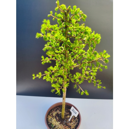 Żywe Drzewko Bonsai Modrzew Europejski Larix Decidua Prezent 11-letni 201