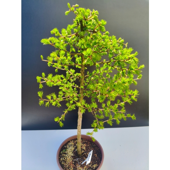 Żywe Drzewko Bonsai Modrzew Europejski Larix Decidua Prezent 11-letni 201