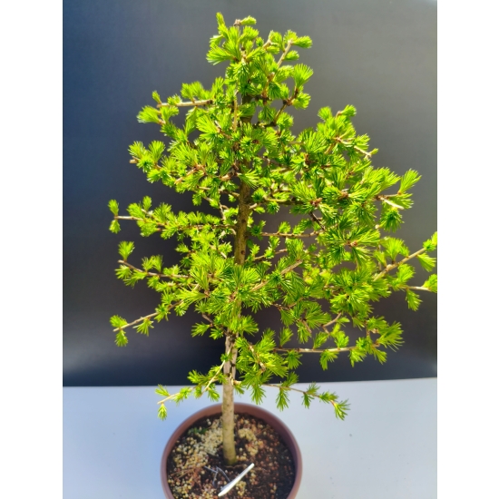 Żywe Drzewko Bonsai Modrzew Europejski Larix Decidua Prezent 11-letni 201