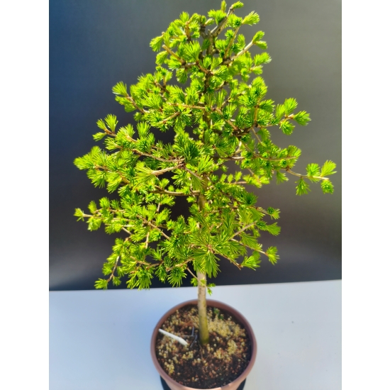 Żywe Drzewko Bonsai Modrzew Europejski Larix Decidua Prezent 11-letni 201