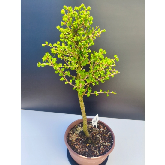 Żywe Drzewko Bonsai Modrzew Europejski Larix Decidua Prezent 11-letni 206