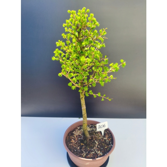 Żywe Drzewko Bonsai Modrzew Europejski Larix Decidua Prezent 11-letni 206