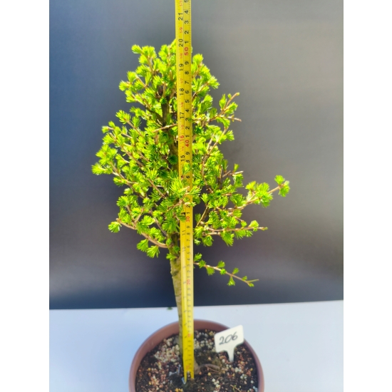 Żywe Drzewko Bonsai Modrzew Europejski Larix Decidua Prezent 11-letni 206