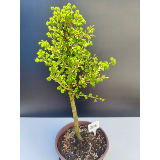 Żywe Drzewko Bonsai Modrzew Europejski Larix Decidua Prezent 11-letni 206
