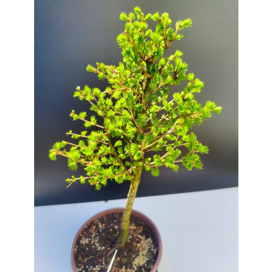 Żywe Drzewko Bonsai Modrzew Europejski Larix Decidua Prezent 11-letni 206