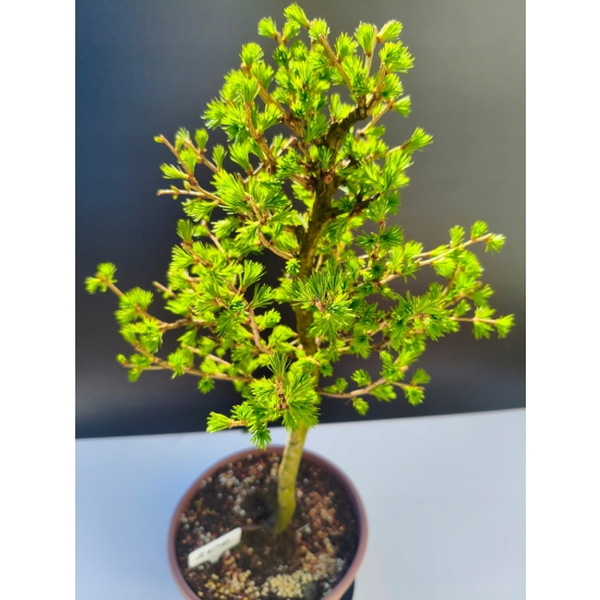 Żywe Drzewko Bonsai Modrzew Europejski Larix Decidua Prezent 11-letni 206