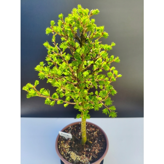 Żywe Drzewko Bonsai Modrzew Europejski Larix Decidua Prezent 11-letni 206