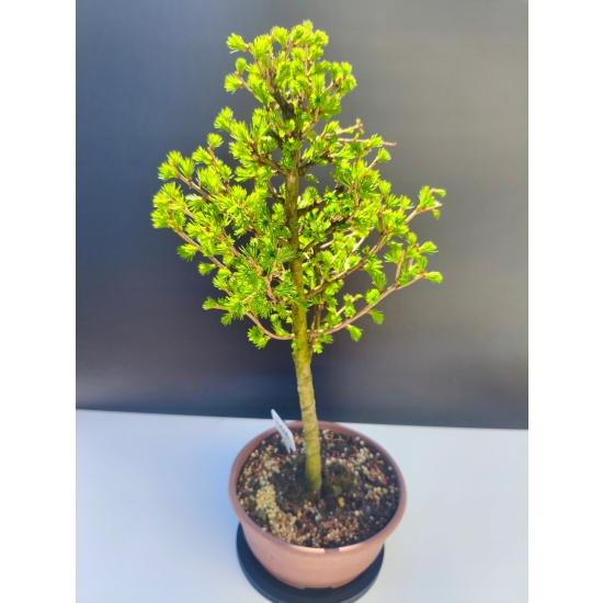 Żywe Drzewko Bonsai Modrzew Europejski Larix Decidua Prezent 11-letni 206