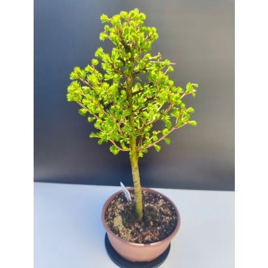 Żywe Drzewko Bonsai Modrzew Europejski Larix Decidua Prezent 11-letni 206