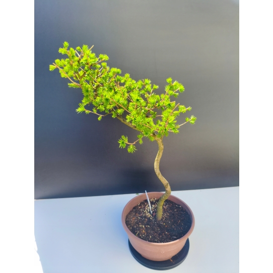 Żywe Drzewko Bonsai Modrzew Europejski Larix Decidua Prezent 11-letni 204