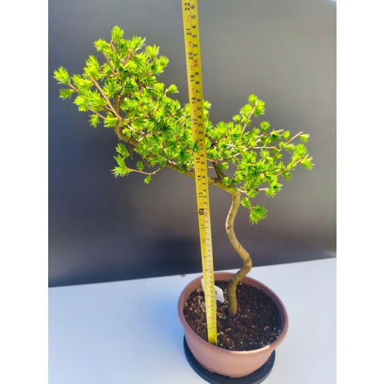 Żywe Drzewko Bonsai Modrzew Europejski Larix Decidua Prezent 11-letni 204