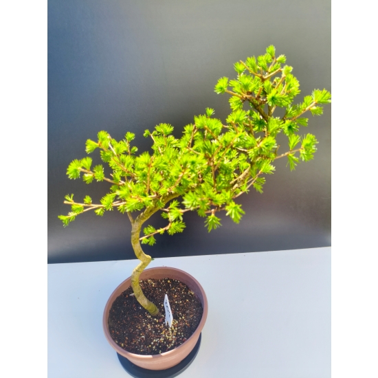 Żywe Drzewko Bonsai Modrzew Europejski Larix Decidua Prezent 11-letni 204