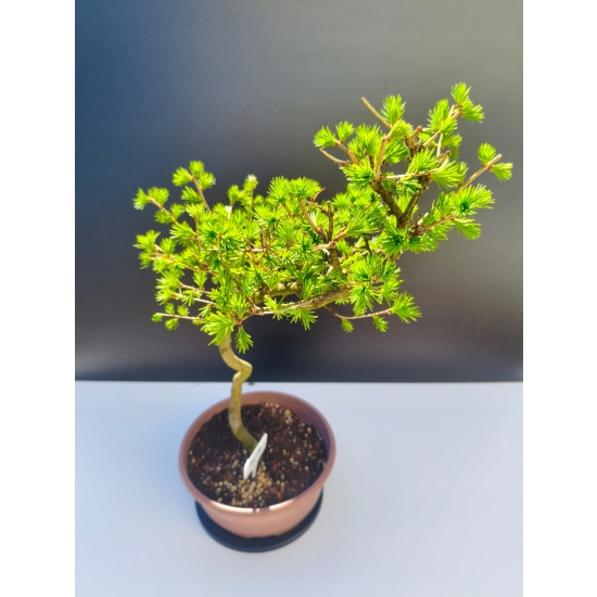 Żywe Drzewko Bonsai Modrzew Europejski Larix Decidua Prezent 11-letni 204
