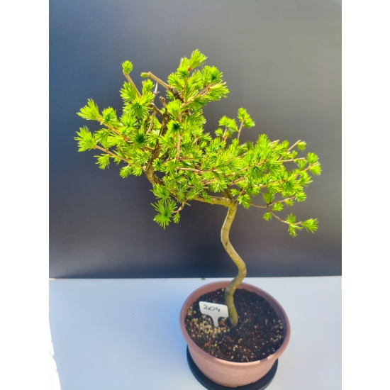 Żywe Drzewko Bonsai Modrzew Europejski Larix Decidua Prezent 11-letni 204