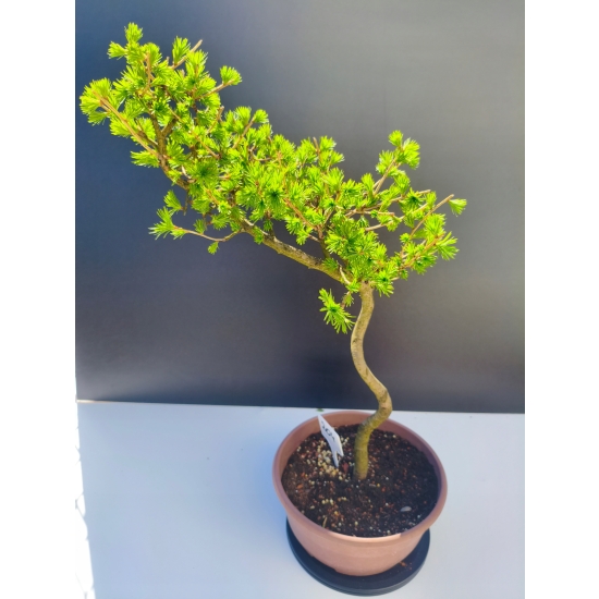Żywe Drzewko Bonsai Modrzew Europejski Larix Decidua Prezent 11-letni 204