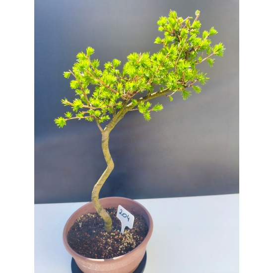 Żywe Drzewko Bonsai Modrzew Europejski Larix Decidua Prezent 11-letni 204