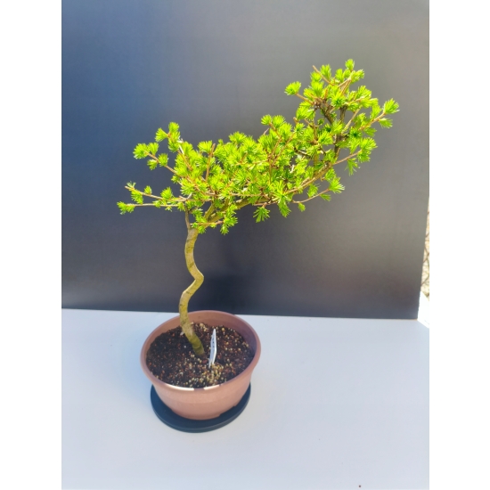 Żywe Drzewko Bonsai Modrzew Europejski Larix Decidua Prezent 11-letni 204
