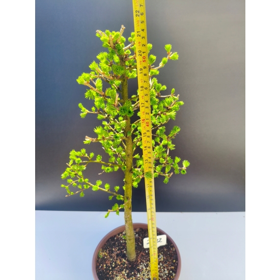 Żywe Drzewko Bonsai Modrzew Europejski Larix Decidua Prezent 11-letni 202