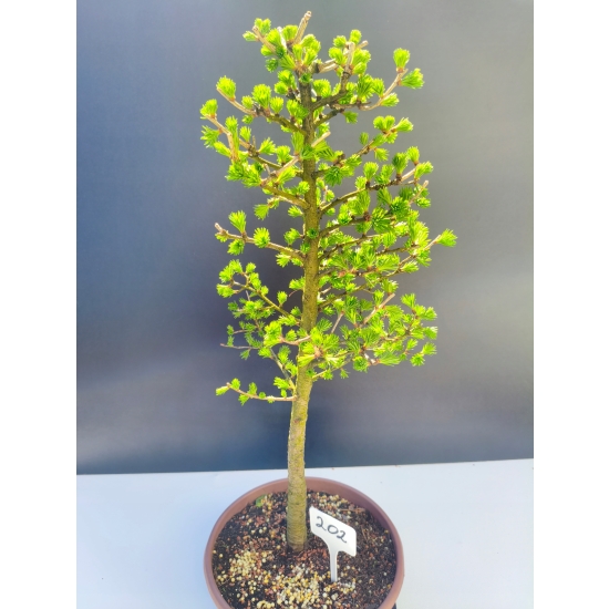 Żywe Drzewko Bonsai Modrzew Europejski Larix Decidua Prezent 11-letni 202