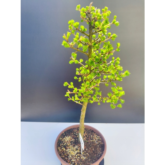 Żywe Drzewko Bonsai Modrzew Europejski Larix Decidua Prezent 11-letni 202